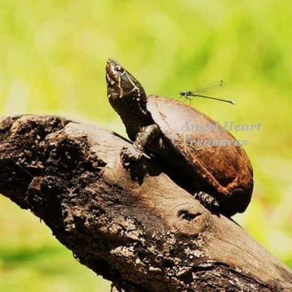 4x6 Original Photography of Turtle & Damselfly - Picture 1 of 1